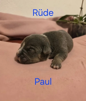 American Bully Pocket Welpen  ABKC-REGISTRIERT 