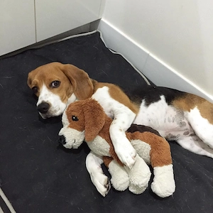 Beagle-Welpe (weiblich)