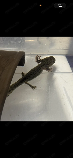 Axolotl Jungtier Wildling 