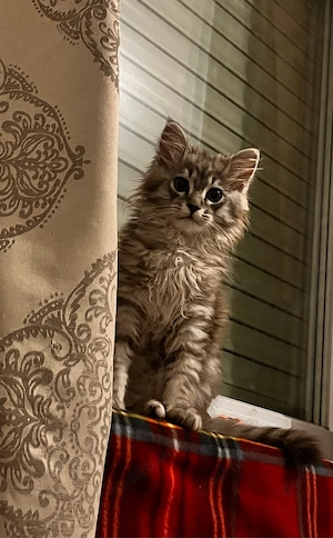 Maine Coon Persian babykatze katter 