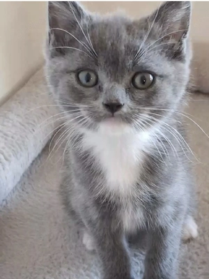BLK Katze 