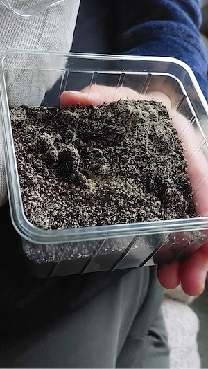 Springschwänze ( Futtertiere wie für Frösche & Spinnen,   Bodenpolizei) Überschuss aus Hobbyzucht
