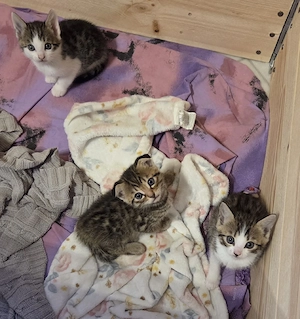 Babykatze, Bengalenmix