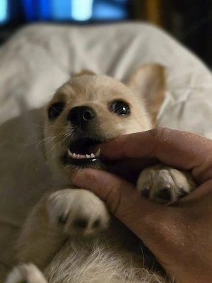  chihuahua jack rusell welpe mix 