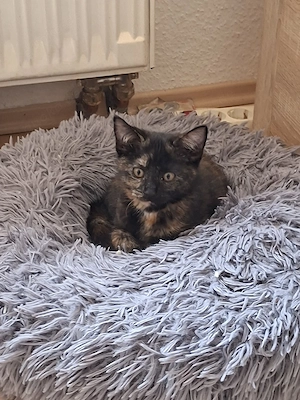 Mischlingskitten