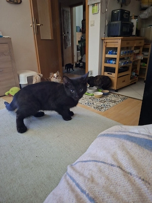 Mischlingskitten