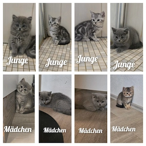 Bkh kitten  ab sofort  8 Stück 