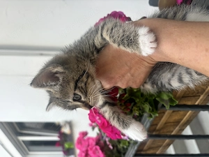 2 süße BKH Mix Kätzchen Katzenbabys 