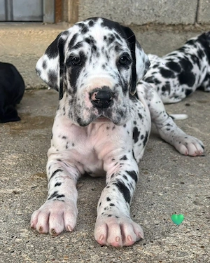Welpeninformationen   Wunderschöne Deutsche Doggen Welpen     