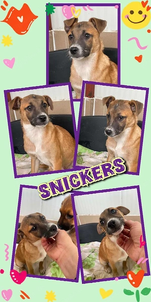 wunderschöner Welpenjunge "Snickers" sucht ein liebevolles Zuhause