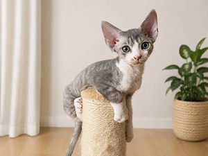 Devon Rex Kätzchen sucht liebevolles Zuhause 