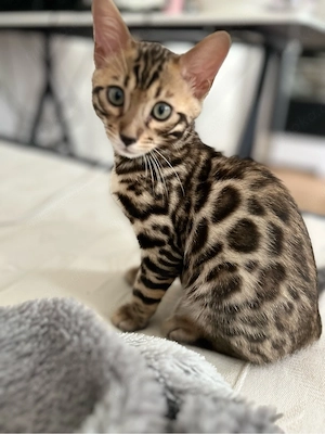 Bengal junge