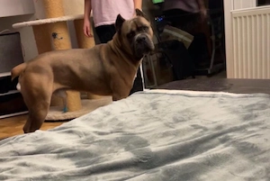 Cane corso deckrüde
