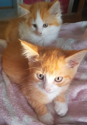 2 wunderschöne kitten in liebevolle Hände abzugeben 