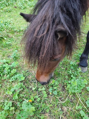 Shettland Pony
