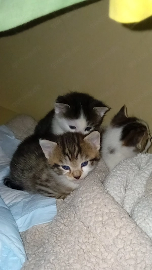 Babykatzen