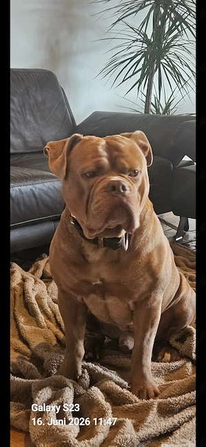 45 KG Old English Bulldog Deckrüde 