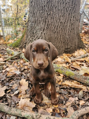 Einzigartige Welpen   Dobermann   Weimaraner   Vizsla | Warteliste offen | Erfurt