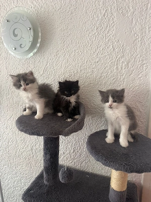 Süße flauschige Babykatzen suchen ein Zuhause
