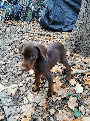 Einzigartige Welpen   Dobermann   Weimaraner   Vizsla | Warteliste offen | Erfurt