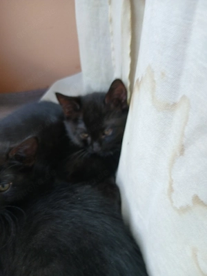 katzen  baby