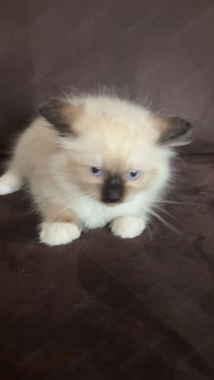 Ragdoll Baby Katzen 