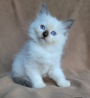 Bezaubernde reinrassige Ragdoll-Kätzchen   ab heute abgabebereit