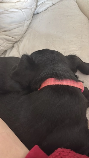 ich verkaufe einen hund 