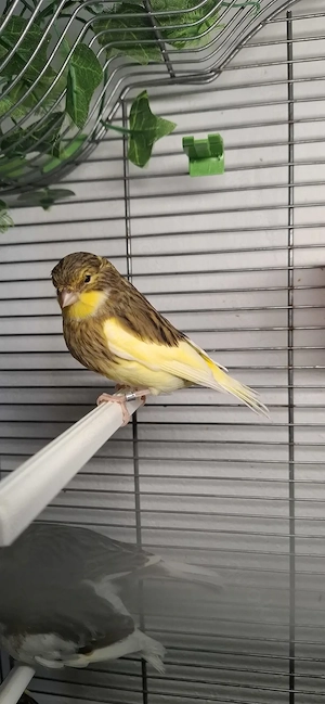 Gloster kanarien Jungevögel