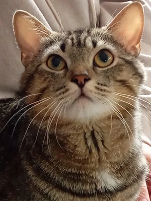 europäische Kurzhaar  Kater