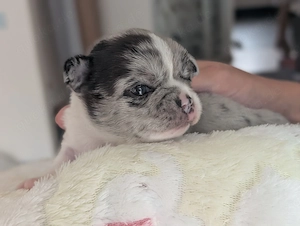 Wunderschöne Chihuahua Welpen in KH und LH 