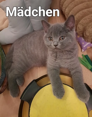 Britisch kurzhaar kitten Bkh