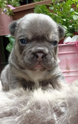 Retro französische Bulldoggen Welpen mit Ahnentafel suchen noch ihre Familie!