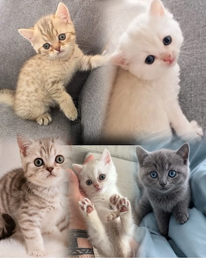    Wunderschöne reinrassige BKH-Kitten suchen ein liebevolles Zuhause   