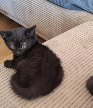 kitten abzugeben 