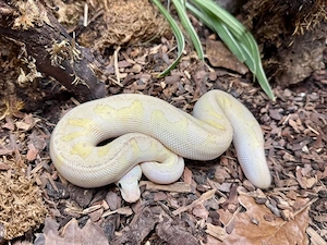 1.0 Super Pastel Stranger Clown tausch möglich 