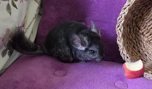 Wunderschönes handzahmes Chinchilla Baby Mädchen Ebony Mittel Black Perle und Velvet Träger 