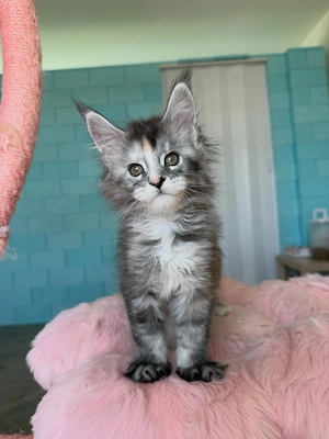 Entzückende Maine Coon Kätzchen suchen ein liebevolles Zuhause