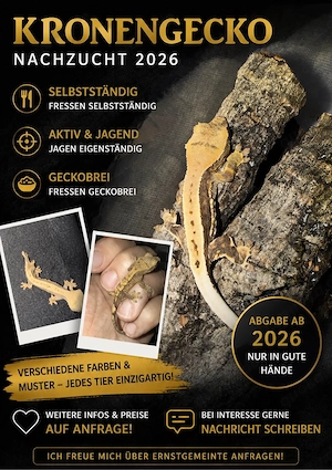 Kronengeckos 