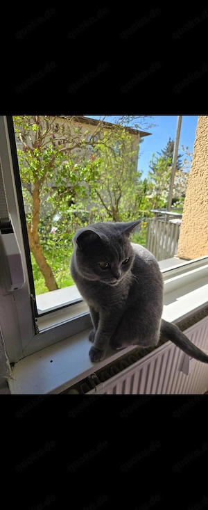  Liebevolles Zuhause für meine British-Shorthair-Katze Koko gesucht  S