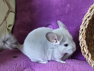 *BLUE DIAMOND *extrem selten*wunderschönes handzahmes Chinchilla Baby Männchen BD RPAT Bild 6