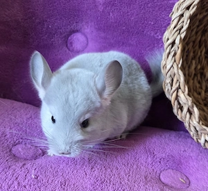 *BLUE DIAMOND *extrem selten*wunderschönes handzahmes Chinchilla Baby Männchen BD RPAT Bild 2
