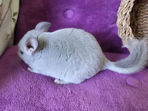 *BLUE DIAMOND *extrem selten*wunderschönes handzahmes Chinchilla Baby Männchen BD RPAT Bild 5