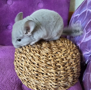 *BLUE DIAMOND *extrem selten*wunderschönes handzahmes Chinchilla Baby Männchen BD RPAT Bild 4