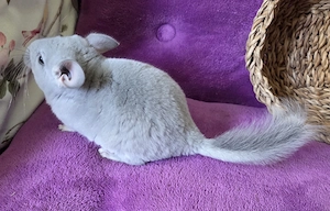 *BLUE DIAMOND *extrem selten*wunderschönes handzahmes Chinchilla Baby Männchen BD RPAT Bild 7