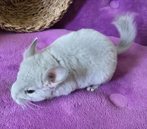 *BLUE DIAMOND *extrem selten*wunderschönes handzahmes Chinchilla Baby Männchen BD RPAT Bild 3