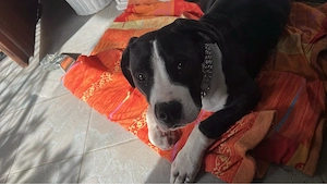 xxl bully dogo agentino mix rüde 