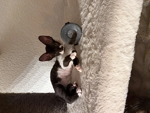 sphynx katzen mädchen 