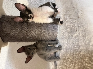 sphynx katzen mädchen 