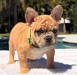 Französische Bulldoggen Welpen! 12 Wochen alt, männlich & weiblich